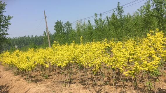 明光市市委书记被龙门国际企业文化深深感动 | 深入沟通合作空间广阔